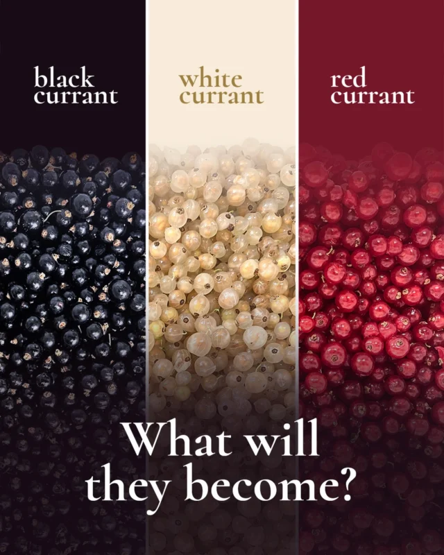 Answer in comments:

If berries could dream, what would they become?

A fancy dessert?
A jewel-like tart?
A spoonful of summer?

We’re not telling you what these will become... yet.

Stay tuned.