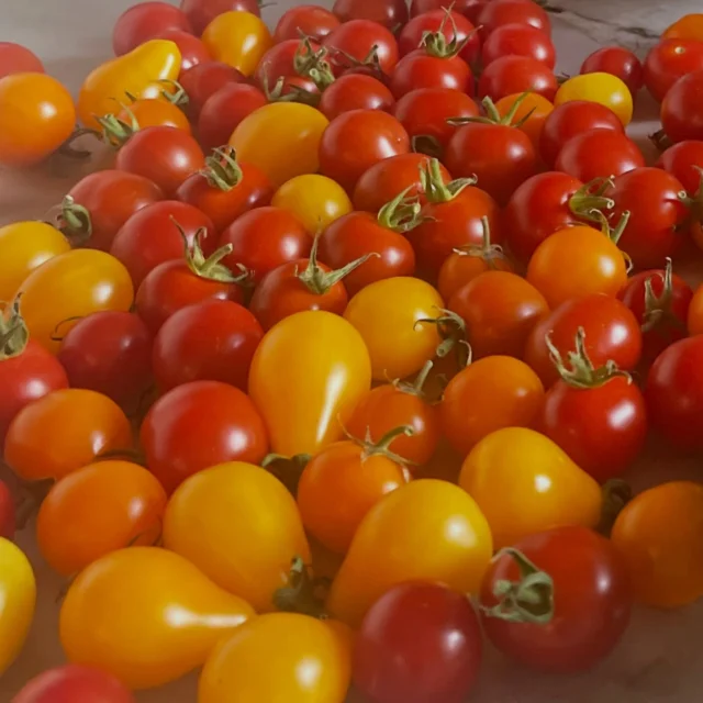 We’re officially obsessed with summer tomatoes. 🍅

Technically, they’re fruit… and right now, they’re doing a very convincing job of proving it. Sweet, juicy, sun-ripened, and basically little bursts of candy disguised as tomatoes.

Peak summer, in every bite.