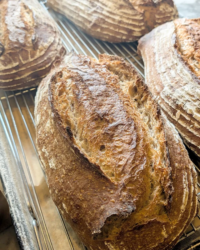 **WEST SEATTLE BREAD ALERT**

Chef William has been at it again...

Today’s West Seattle creation: Century Sourdough. A giant double loaf made with special imported French flours, including Khorasan wheat, buckwheat and rye, plus  toasted barley malt.

The result is dark, rustic, deeply flavored and a little dramatic, which feels appropriate for a loaf this size. Grab your favorite butter or cheese, and make this dinner.

**West Seattle only. Today only. While it lasts.**

#CenturySourdough #BreadAlchemy #WestSeattle #BakeryNouveau #Sourdough