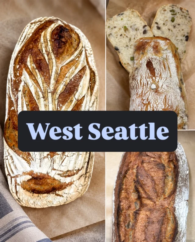 Fresh from the Oven in West Seattle today!

The exceptional breads, each an expression of the heritage and craftsmanship that Chef William has been perfecting.

🧡 French Sour – Crafted with 40% levain, allowing natural fermentation to develop remarkable depth and complexity. A beautifully rustic loaf with nuanced acidity, a rich aroma, and a lingering, tangy finish.

🧡 Olive Ciabatta – A celebration of fresh simplicity. Savory Gastelvetrano olives are folded into a light, open crumb, framed by a delicate golden crust. 

🧡 Century Sour – A union of wheat, spelt, Khorasan, and buckwheat, drawing on grains with histories reaching back thousands of years.

These heritage grains have rejected the impurities of modernity. The uncorrupted kernels offer a tapestry of plant based proteins and prebiotic fibers that are gentle on digestion, rich in flavor, and deeply grounding to our artisan history. Do a test, see if you don’t feel better after eating quality, clean breads.
